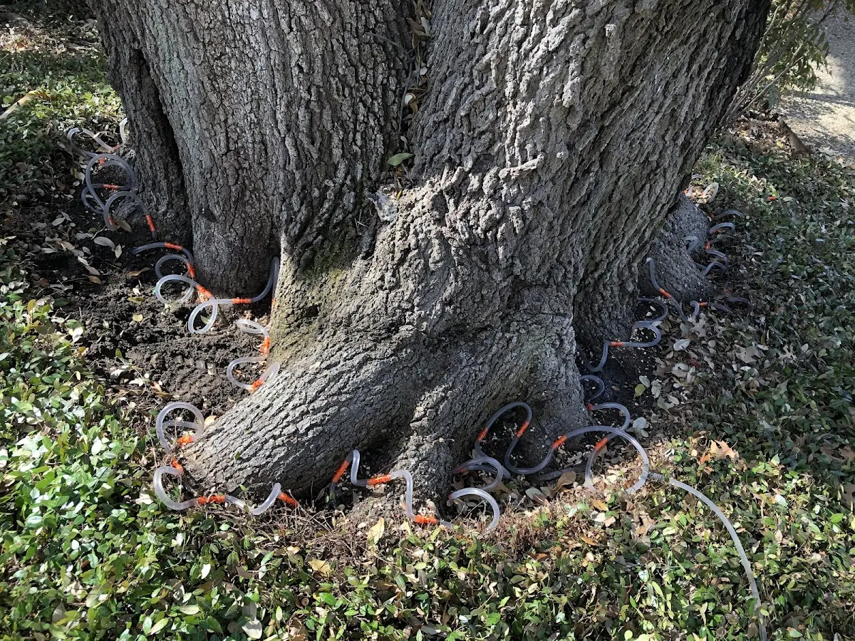 Detailed Tree Cabling and Bracing job site in Clements