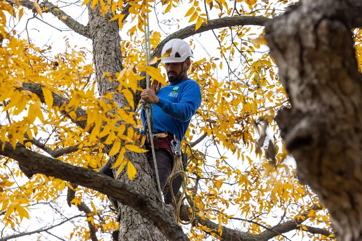Skilled Tree Planting crew working in Clements