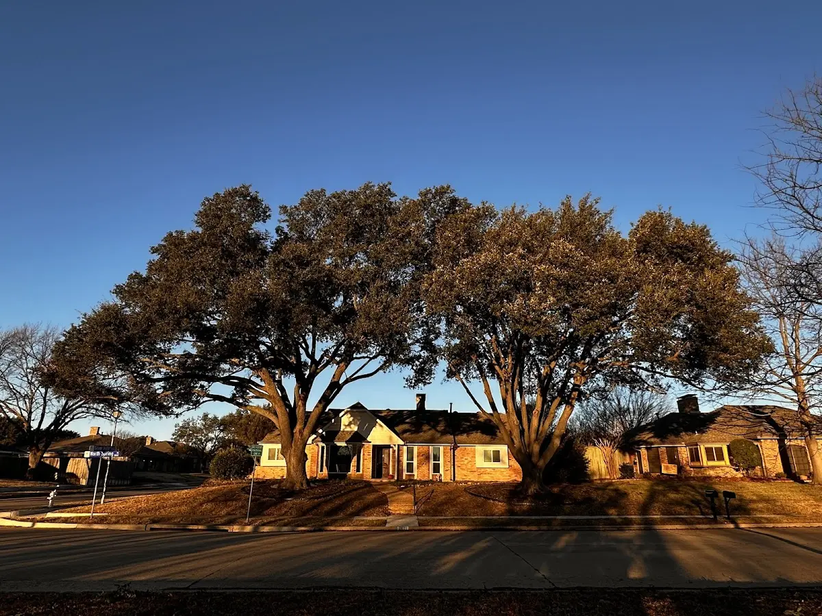 Established residential canopy tree shading a home in Clements