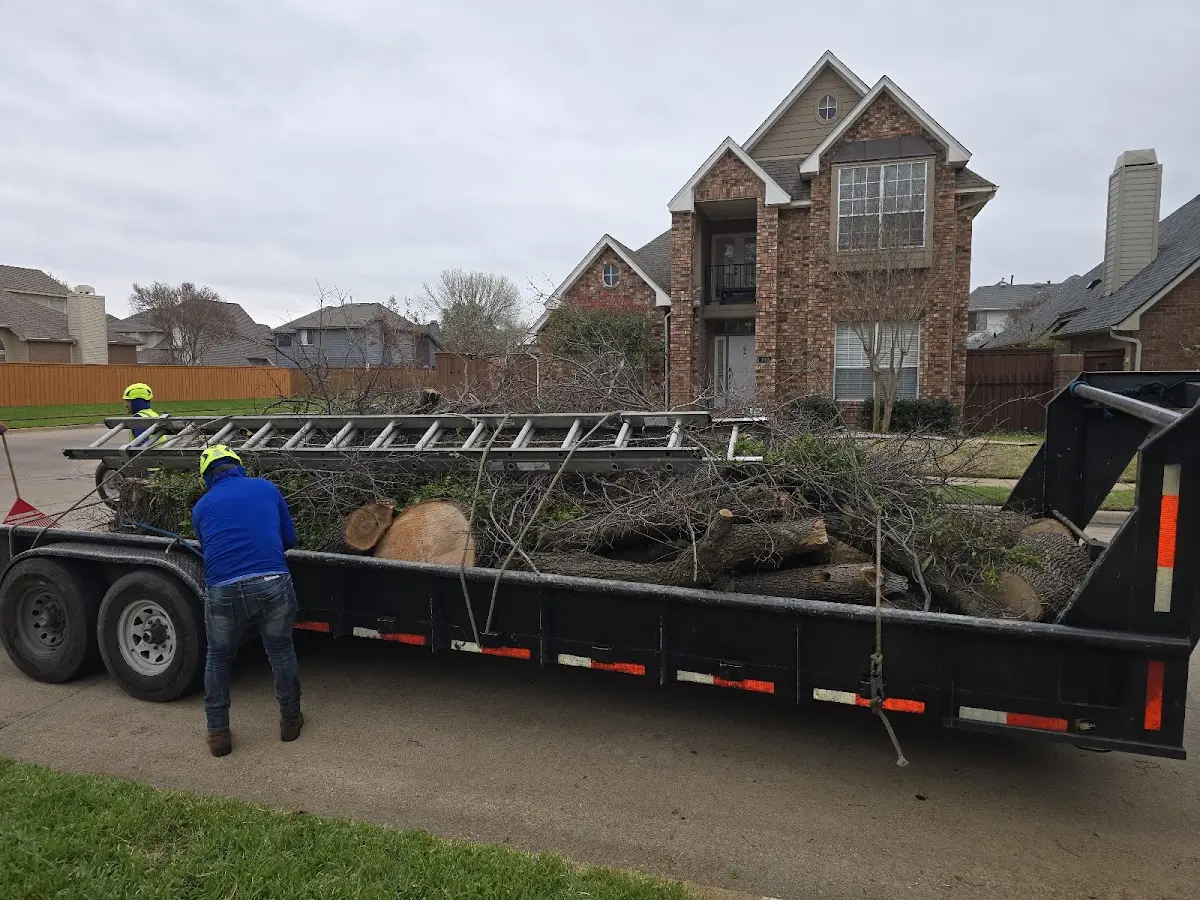 Expert Deadwooding with proper safety equipment in Clements